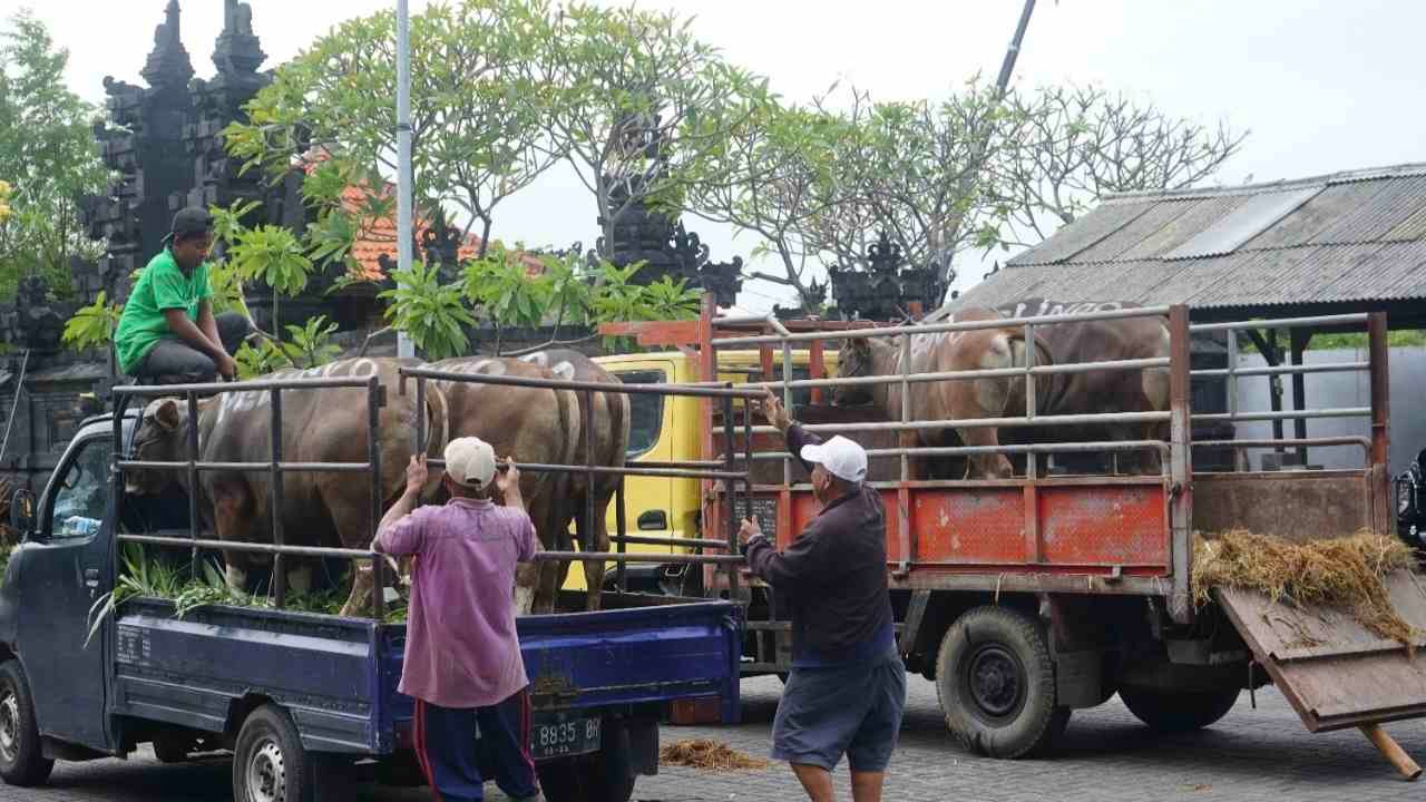 Pelindo Sub Regional Bali Nusra Salurkan 34 Hewan Qurban Idul Adha 1443