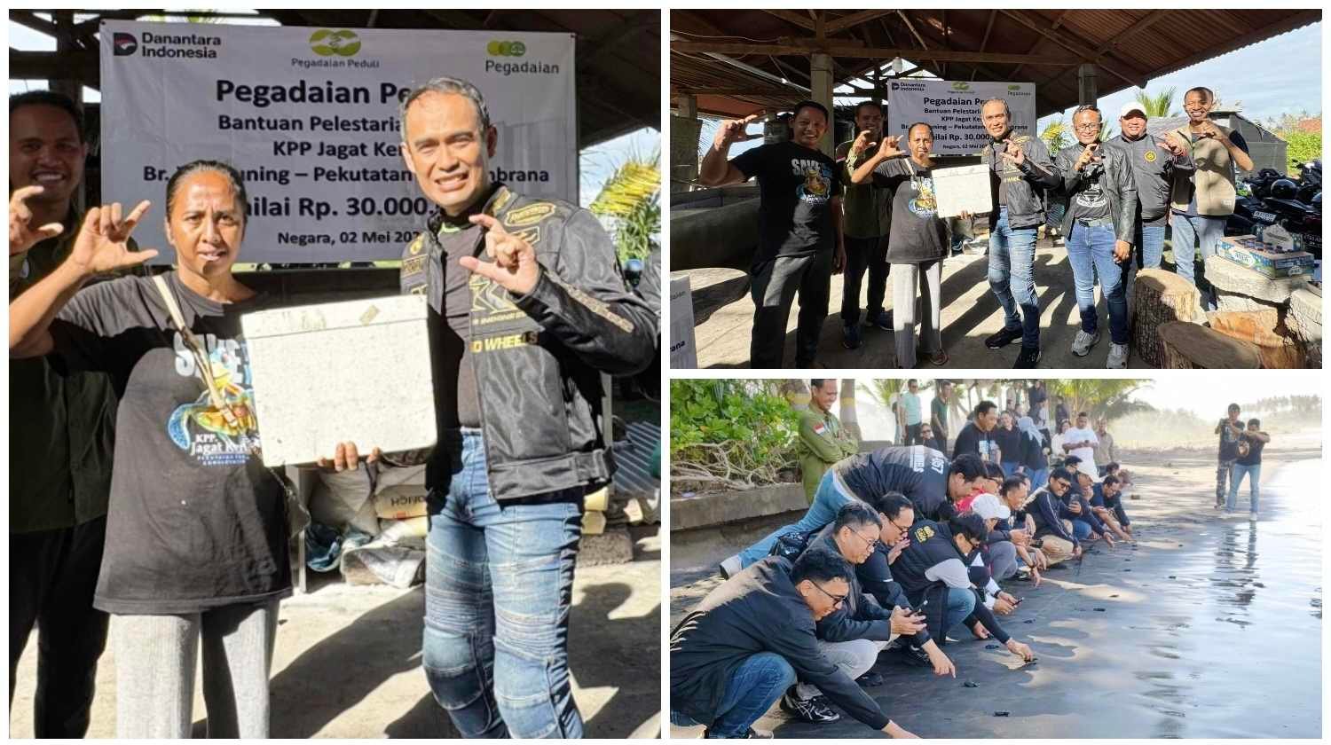 Pelestarian penyu KPP Jagat Kerthi Jembrana oleh Pegadaian Kanwil VII Denpasar, foto pilihan MD Suteja