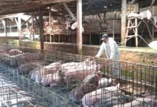 Dinas Pertanian Tabanan membagikan desinfektan dan menerbitkan SE antisipasi penyakit babi