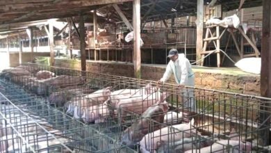 Dinas Pertanian Tabanan membagikan desinfektan dan menerbitkan SE antisipasi penyakit babi