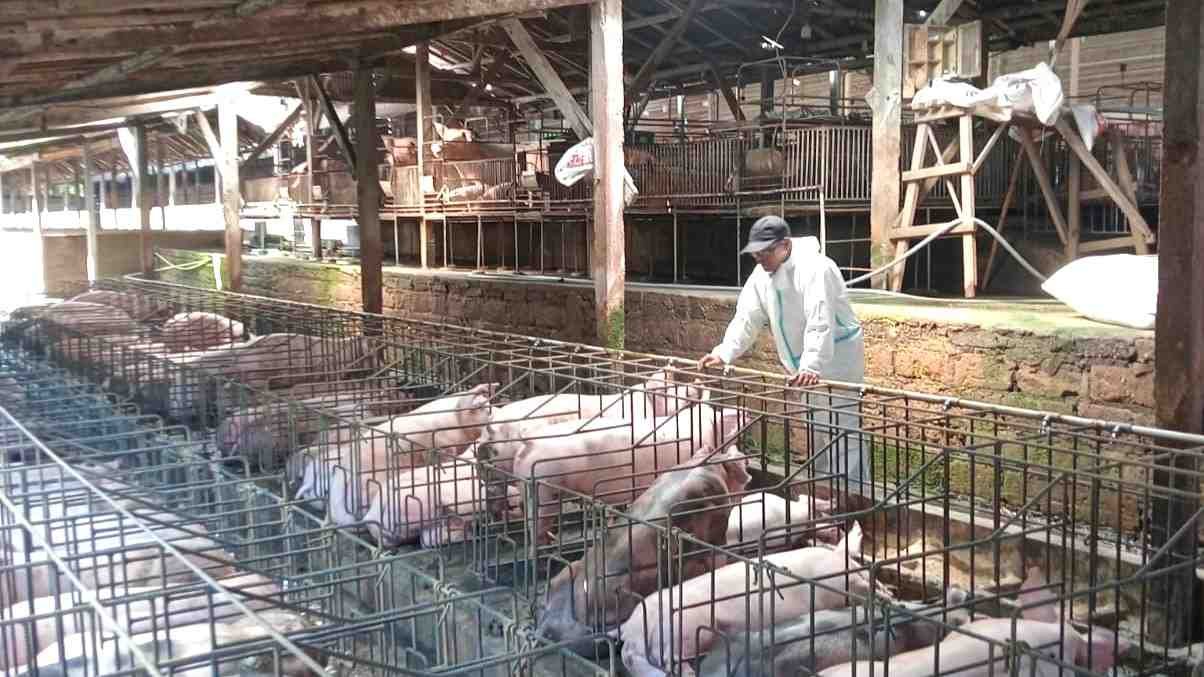 Dinas Pertanian Tabanan membagikan desinfektan dan menerbitkan SE antisipasi penyakit babi