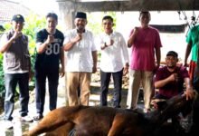 Bupati Klungkung I Made Satria menyerahkan bantuan sapi kurban Presiden di RPH Kali Unda