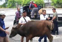 Pelindo Pelabuhan Benoa menyerahkan bantuan sapi dan kambing qurban Idul Adha 2026