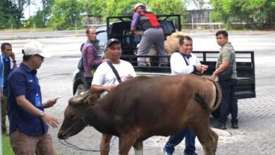 Pelindo Pelabuhan Benoa menyerahkan bantuan sapi dan kambing qurban Idul Adha 2026