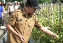 Peninjauan sentra pertanian untuk memastikan ketersediaan stok pangan tetap aman
