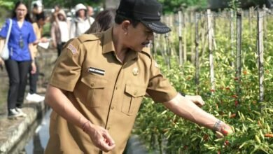 Peninjauan sentra pertanian untuk memastikan ketersediaan stok pangan tetap aman