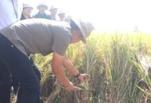 Dorong hasil panen melimpah Bupati Kembang ajak petani maksimalkan PM-AAS