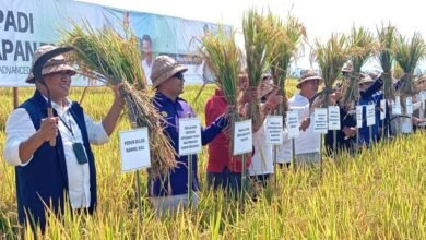 Gianyar intip modernisasi padi 100 hektar di Jembrana