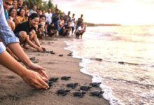 Merayakan Harmoni Alam dan Memuliakan Satwa Niskala-Sakala