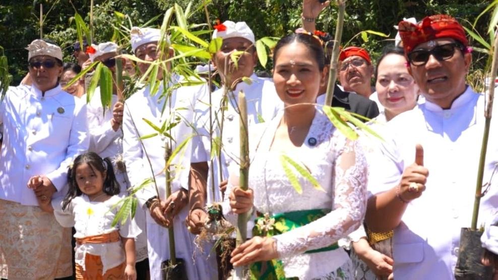 tanam bibit bambu